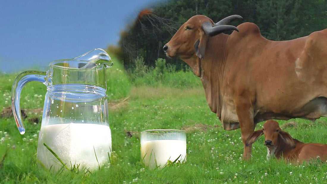 Cow Colostrum: Nature’s First Superfood for Immunity and Healing